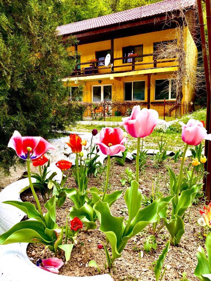 Bed and Breakfast House In The Woods à Resita Extérieur photo
